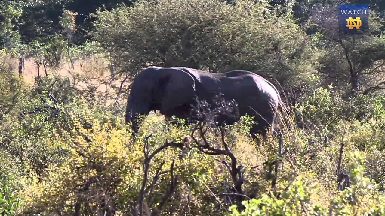 #NDInAfrica - Hwange Safari