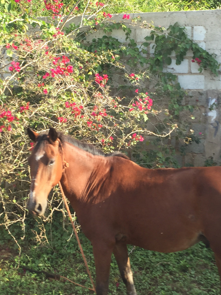 Irish In The Dominican Republic - Day 2