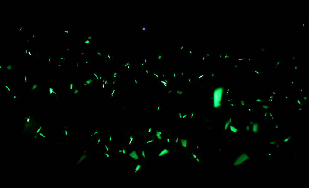 Pep Rally for Pitt game, Halloween 2008