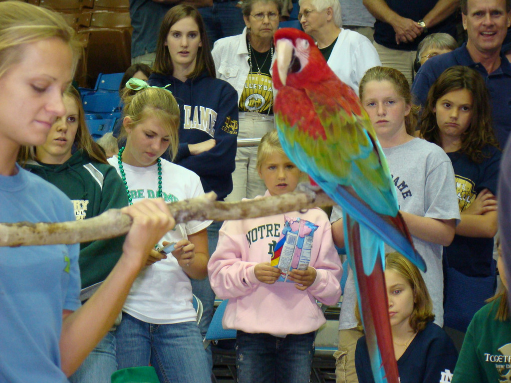 Women's Volleyball vs. Seton Hall