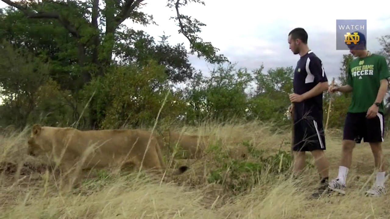 #NDInAfrica - Walking With Lions